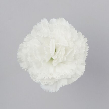 W110-19-01 W110-19-01